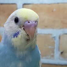 いい感じに～パステルレインボーパイドのセキセイインコ2