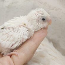 どんなｽｶﾞﾀに、性格になるかな？？　たのしみましょう！　セキセイインコ　ハルクイン～～