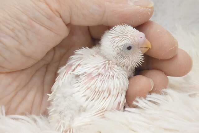 すり上げるお顔、見つめられると。。。セキセイインコ　ダブルファクター～～