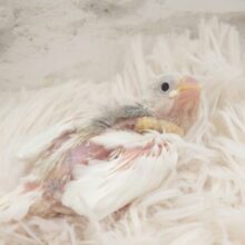 うごく気は、なっすぃ～　なぜなら、ヒナなもんでーー　白文鳥～～