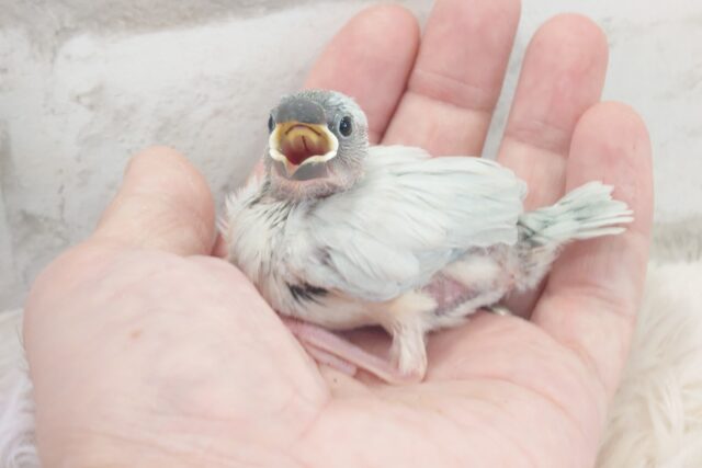 ちゃっちゃちゃっちゃぁ～♫♩　ヒナのさえずり～は今だけよー　シルバー文鳥～～