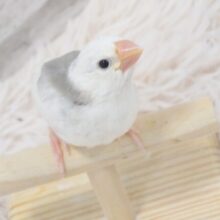 目ヂカラ、キラッキラ☆☆　白文鳥～～