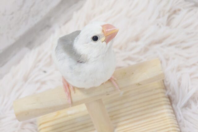 目ヂカラ、キラッキラ☆☆　白文鳥～～