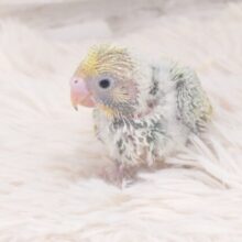 しょうらい有望！わた毛の奥の　ヒ・ミ・ツ～～　セキセイインコ　パステルカラーレインボー～～