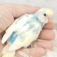 よじ登らせたら、ピカイチかもっ　セキセイインコ　パステルレインボーパイド～～