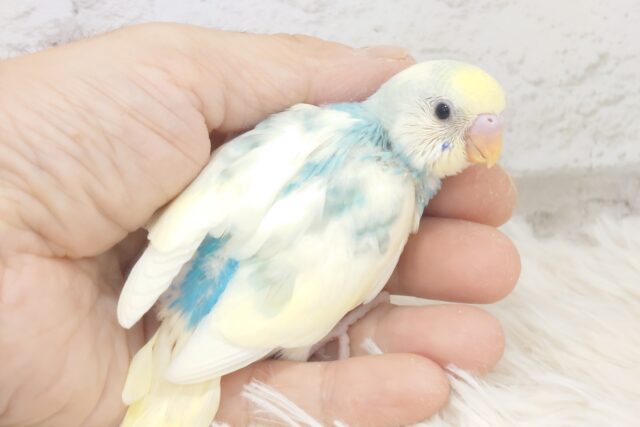 よじ登らせたら、ピカイチかもっ　セキセイインコ　パステルレインボーパイド～～