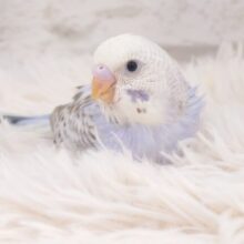 すでに。。ｶｷｶｷの良さ、しってるっぽい☆　セキセイインコ　シナモンオパーリン～～