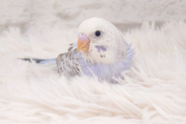 すでに。。ｶｷｶｷの良さ、しってるっぽい☆　セキセイインコ　シナモンオパーリン～～