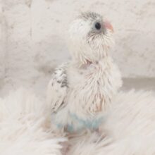 ちょいっとお上品なセキセイさん☆　セキセイインコ　ハルクインーーー！