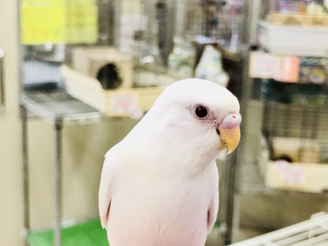 セキセイインコ