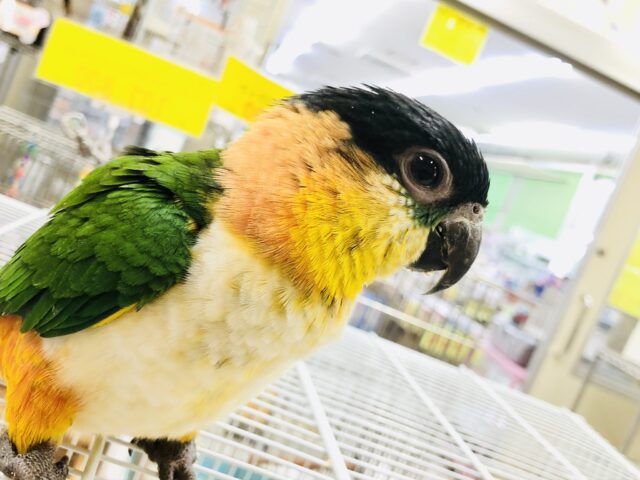 ズグロシロハラインコ