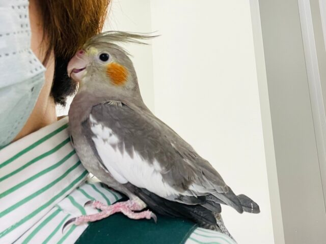 オカメインコ