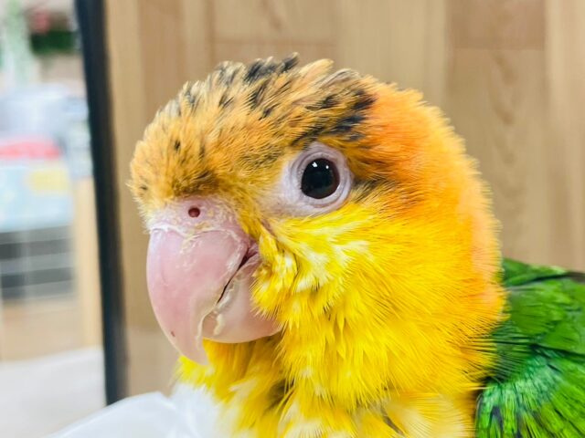 シロハラインコ