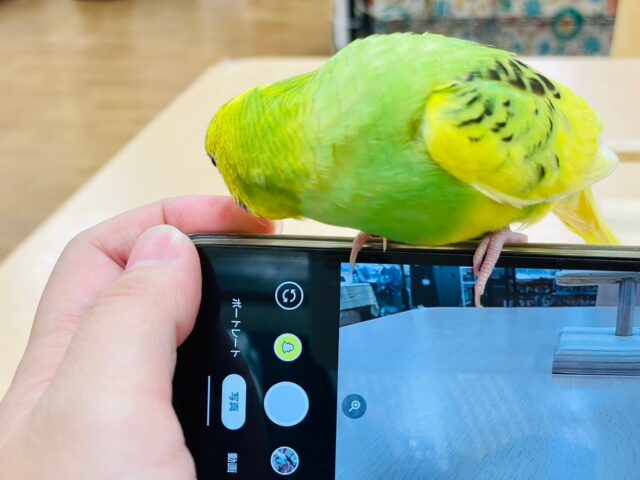 セキセイインコ