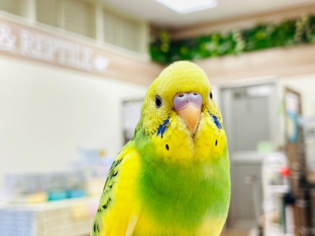 セキセイインコ