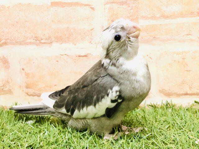 【最新画像更新☆☆】今期初入舎です！！　オカメインコ