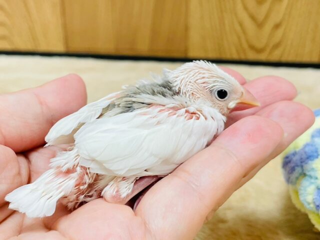 白文鳥