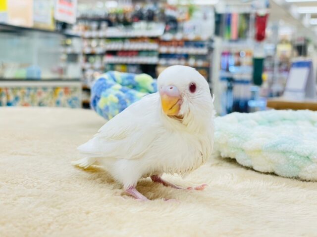 セキセイインコ