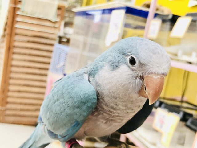 オキナインコ