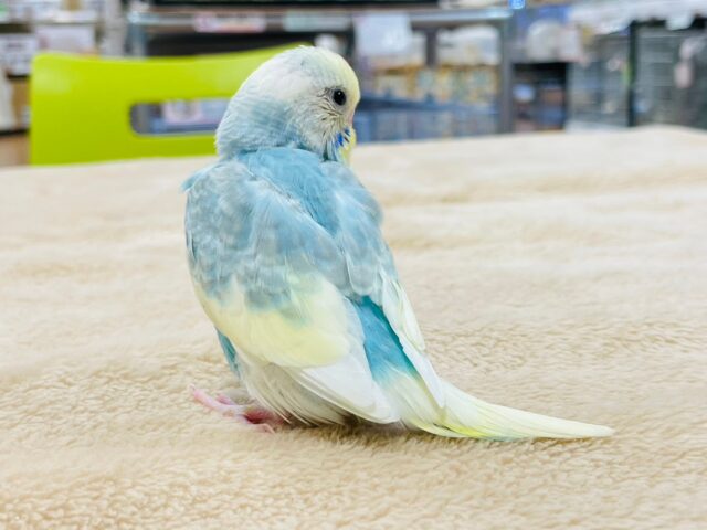 セキセイインコ