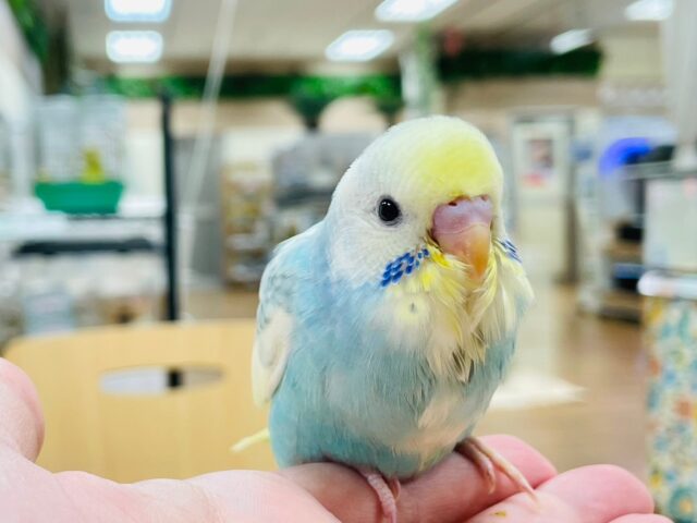 セキセイインコ