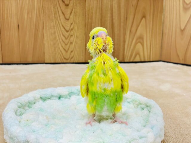 セキセイインコ