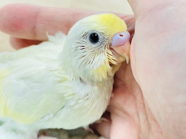 【最新画像更新🪄】柔らかいクリーム色が素敵♡セキセイインコ（クリーム）ヒナ