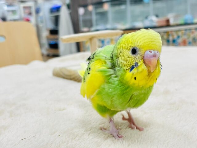 セキセイインコ