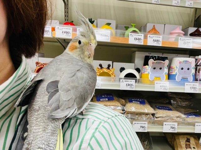 オカメインコ