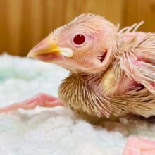 成長が楽しみ💕シナモン文鳥　ヒナ