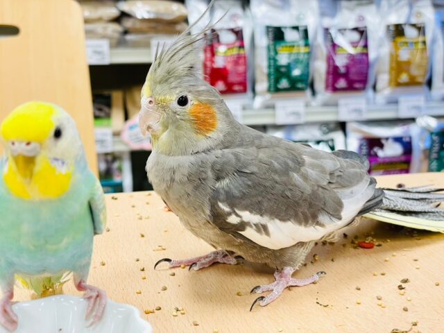 【最新画像更新🪄】キリッとしたかっこよさ🌟オカメインコ（ノーマル）