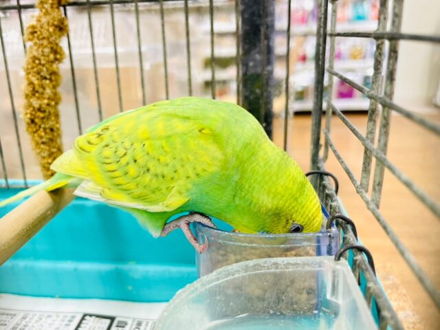 セキセイインコ