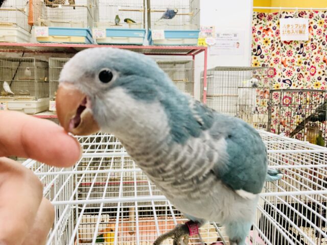 オキナインコ