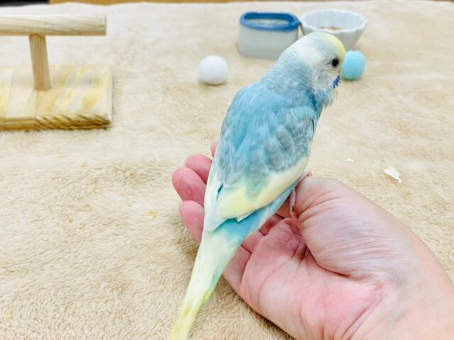 セキセイインコ