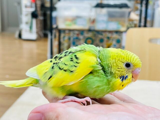 セキセイインコ