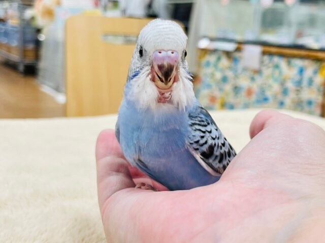 セキセイインコ