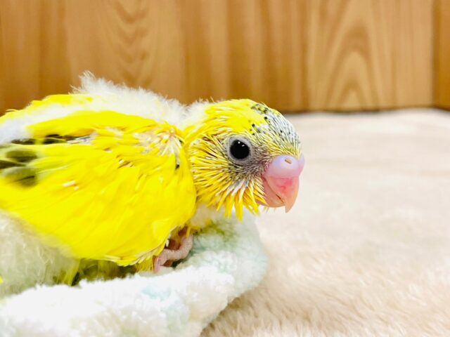 セキセイインコ