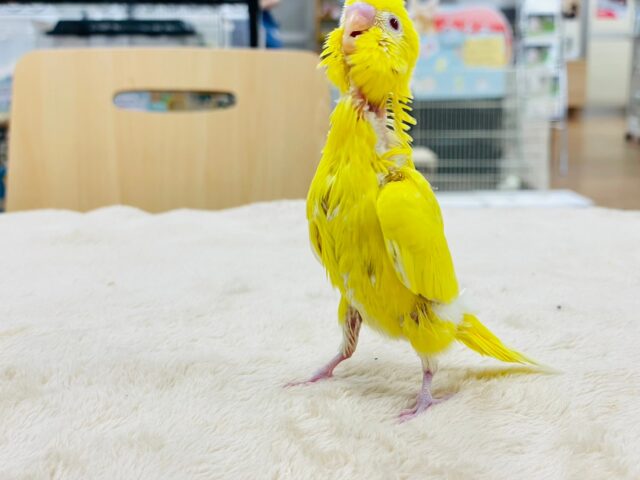 セキセイインコ