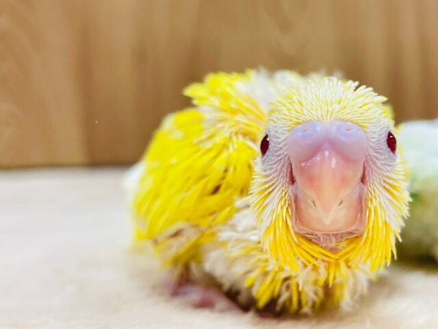 セキセイインコ