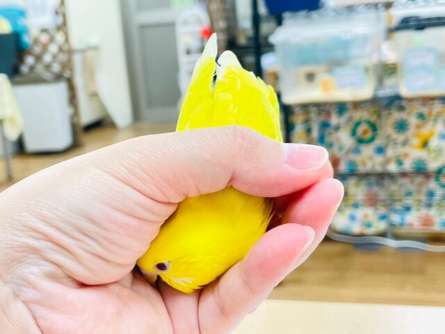 セキセイインコ