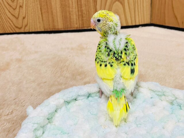 セキセイインコ