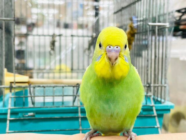 セキセイインコ