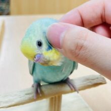 【最新画像更新🪄もうすぐひとりエサ⭐︎】素敵な羽色が魅力です♡セキセイインコ（パステルレインボースパングル）ヒナ