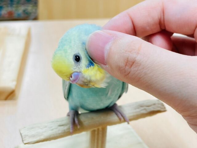 【最新画像更新🪄もうすぐひとりエサ⭐︎】素敵な羽色が魅力です♡セキセイインコ（パステルレインボースパングル）ヒナ