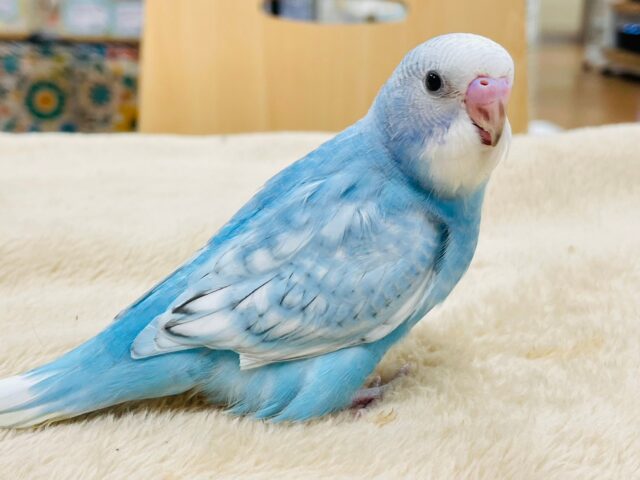 セキセイインコ