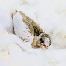 白×茶のベストカラー！！　十姉妹