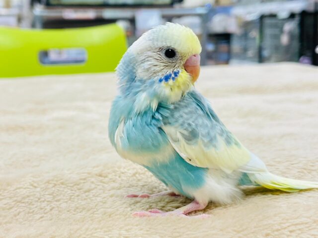 セキセイインコ