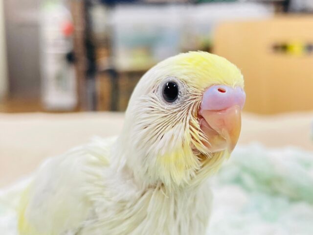 セキセイインコ