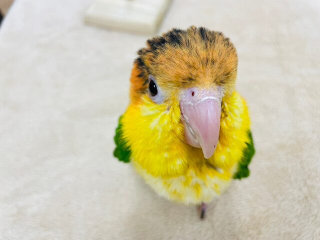 シロハラインコ