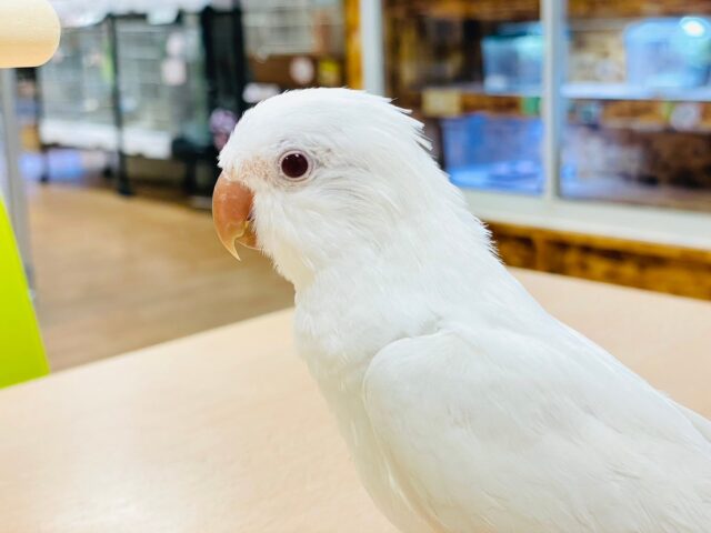 オキナインコ